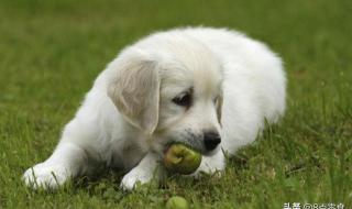 中华田园犬能吃葡萄吗 狗不能吃葡萄吗